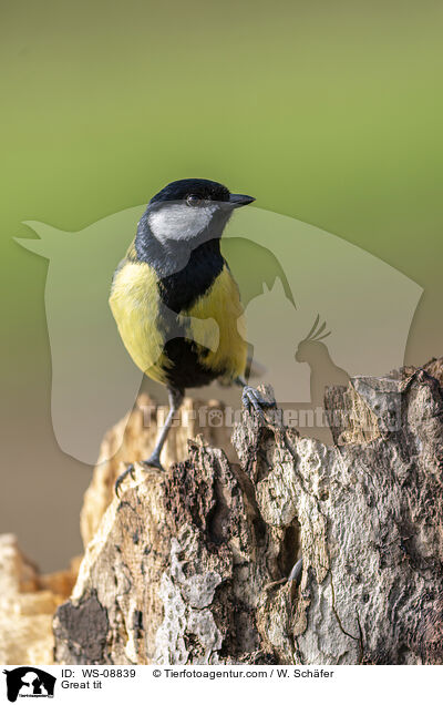 Great tit / WS-08839