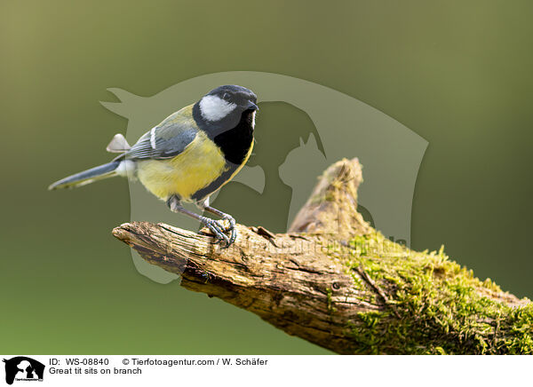 Great tit sits on branch / WS-08840