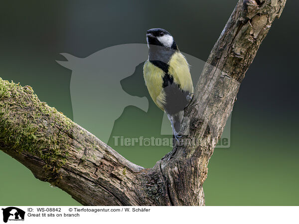 Great tit sits on branch / WS-08842