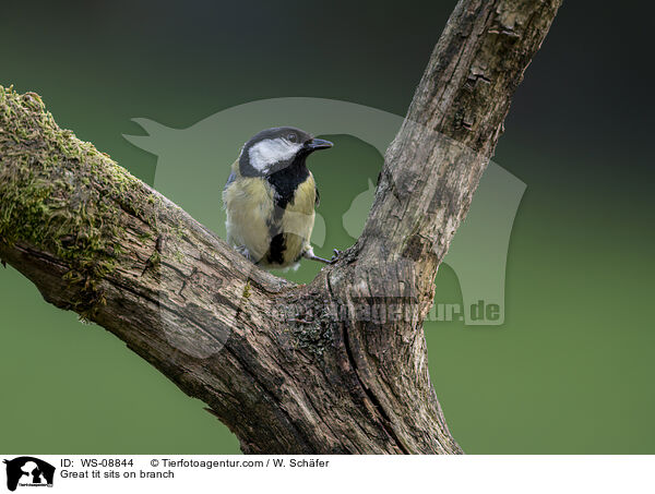 Great tit sits on branch / WS-08844