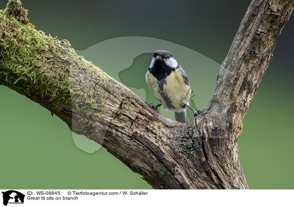 Great tit sits on branch / WS-08845
