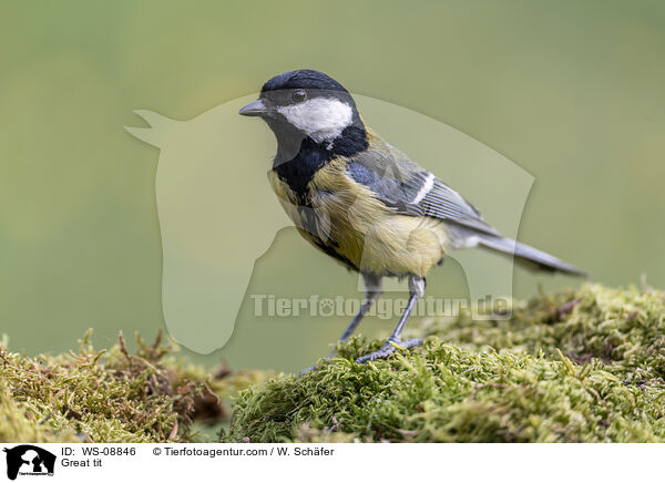 Great tit / WS-08846