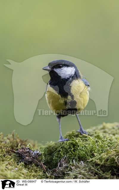 Great tit / WS-08847