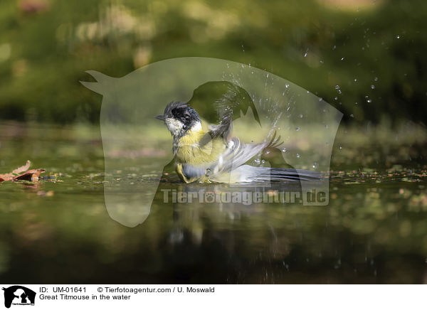 Great Titmouse in the water / UM-01641