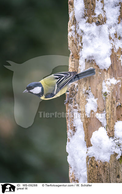 great tit / WS-09288