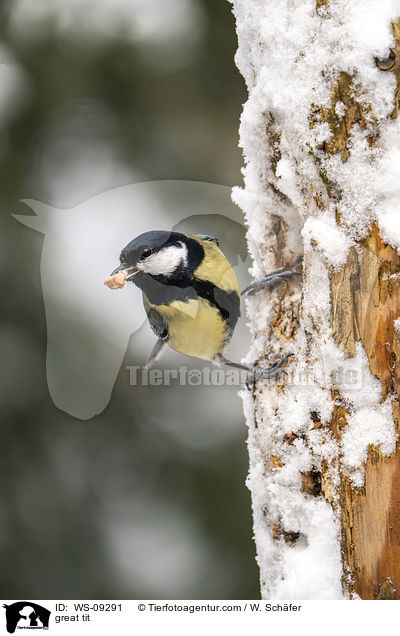 great tit / WS-09291