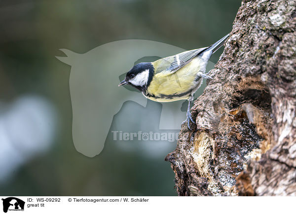 great tit / WS-09292
