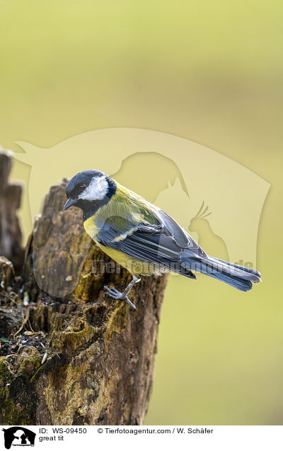 great tit / WS-09450