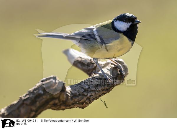 great tit / WS-09451
