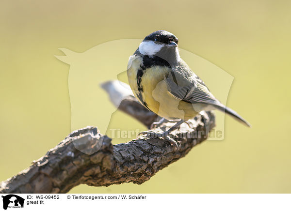 great tit / WS-09452