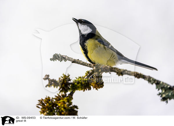 great tit / WS-09453