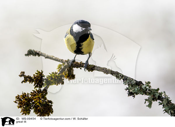 great tit / WS-09454