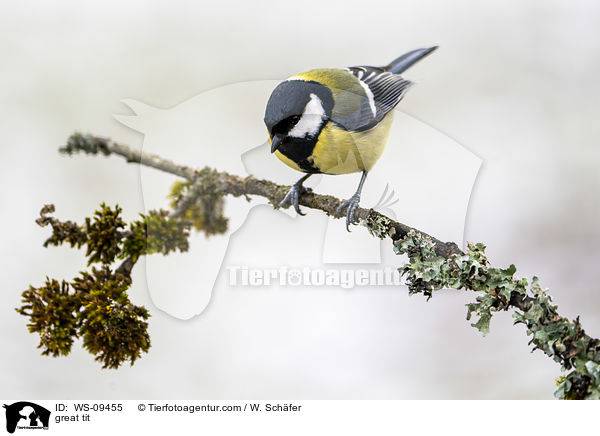 great tit / WS-09455