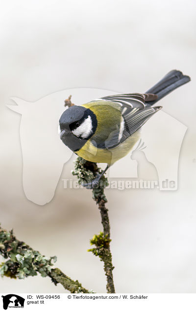 great tit / WS-09456