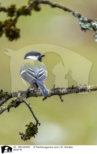 great tit / WS-09458
