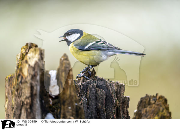 great tit / WS-09459