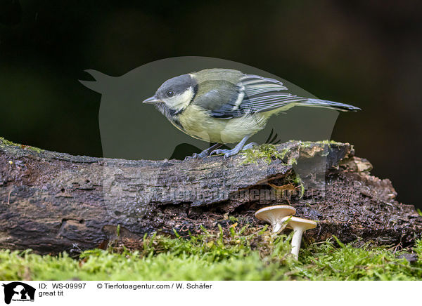 great tit / WS-09997