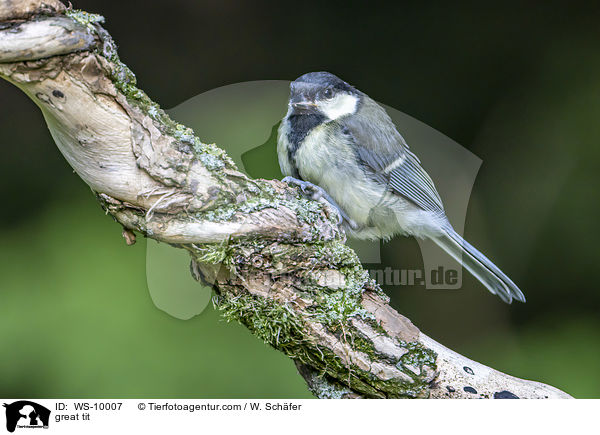 great tit / WS-10007