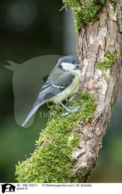 great tit / WS-10011