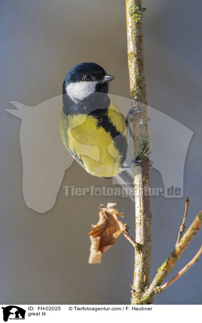 great tit / FH-02025