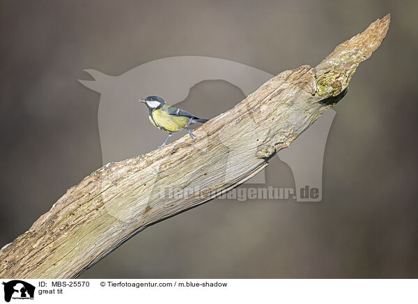 great tit / MBS-25570