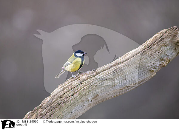great tit / MBS-25595