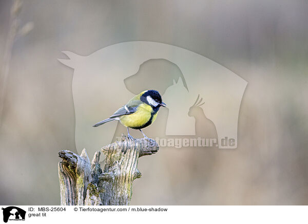 great tit / MBS-25604
