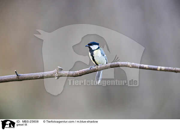 great tit / MBS-25608