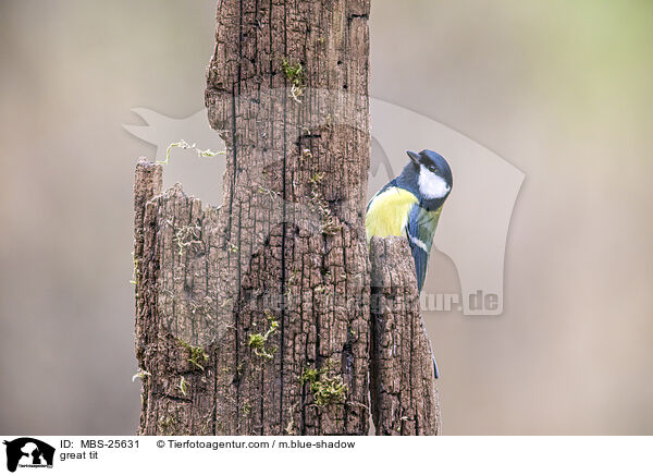 great tit / MBS-25631