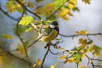 great tit