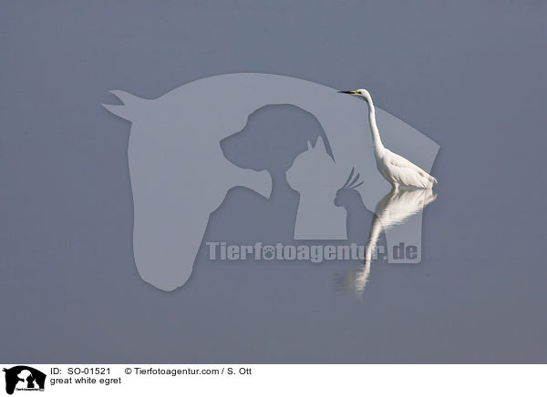 Silberreiher / great white egret / SO-01521
