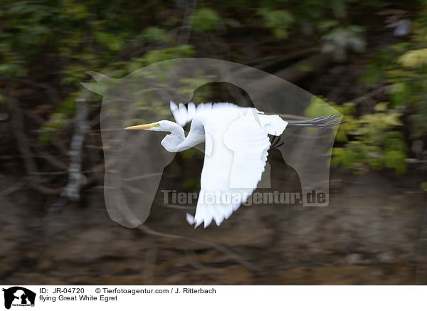 flying Great White Egret / JR-04720