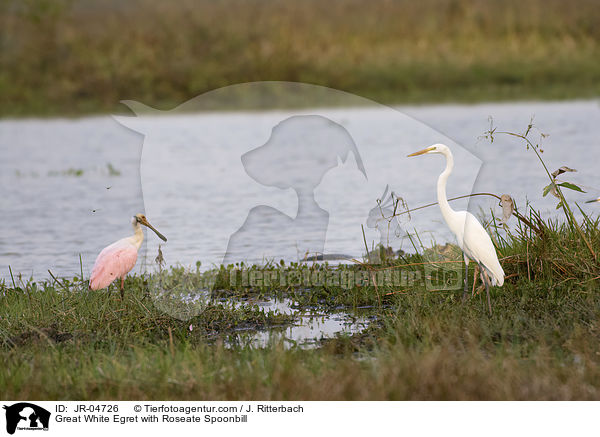Great White Egret with Roseate Spoonbill / JR-04726