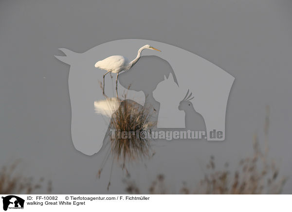 walking Great White Egret / FF-10082