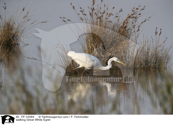 walking Great White Egret / FF-10084
