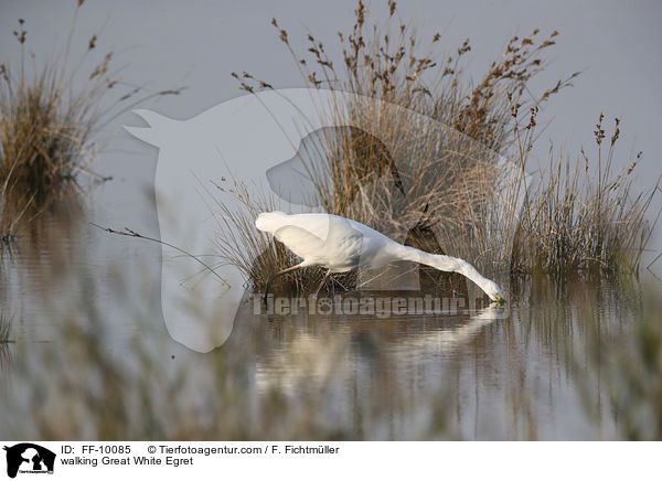 walking Great White Egret / FF-10085