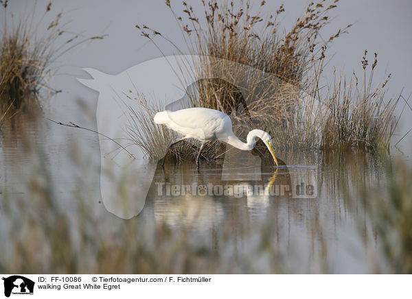 walking Great White Egret / FF-10086