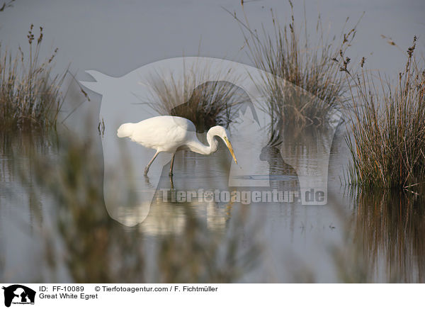 Great White Egret / FF-10089