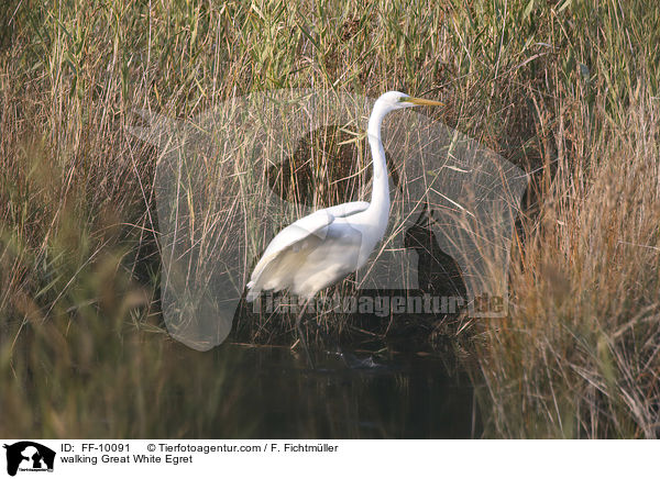 laufender Silberreiher / walking Great White Egret / FF-10091