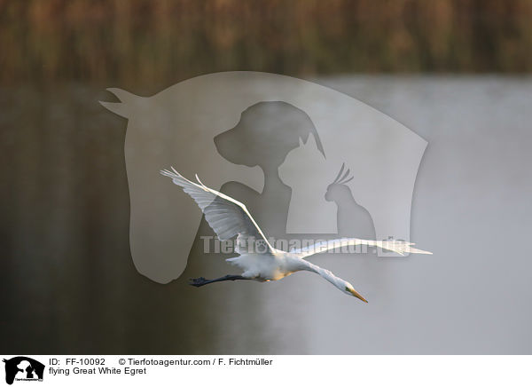 fliegender Silberreiher / flying Great White Egret / FF-10092