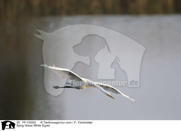 flying Great White Egret / FF-10093