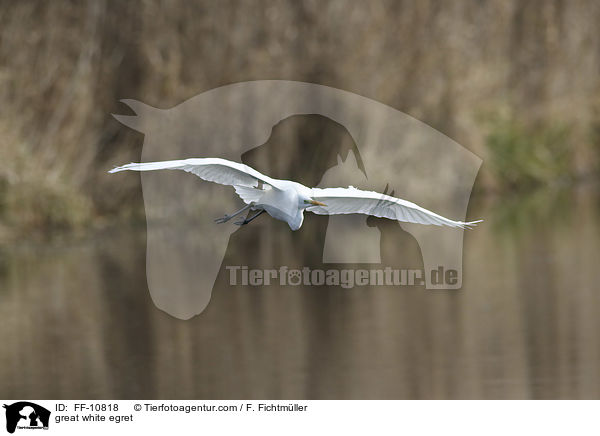 great white egret / FF-10818