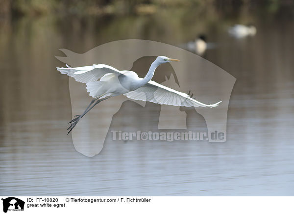great white egret / FF-10820