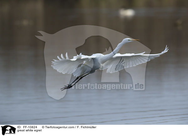 great white egret / FF-10824