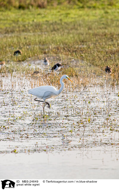 great white egret / MBS-24649