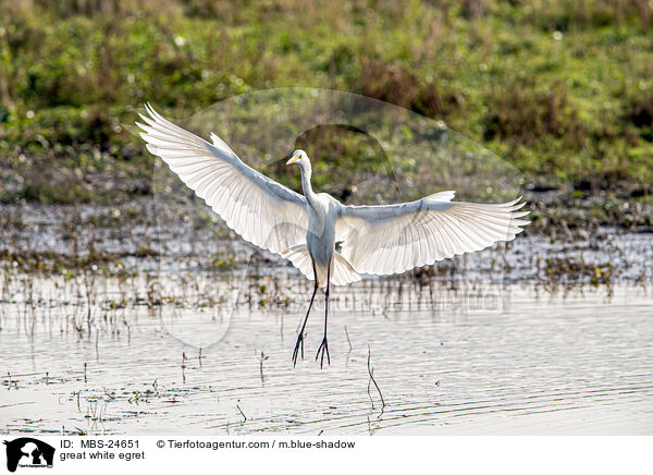 great white egret / MBS-24651