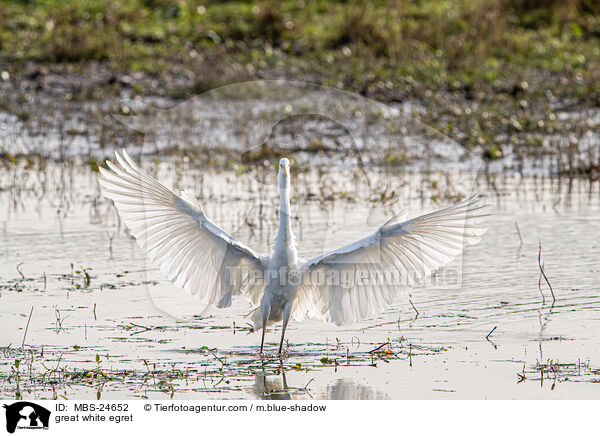 great white egret / MBS-24652