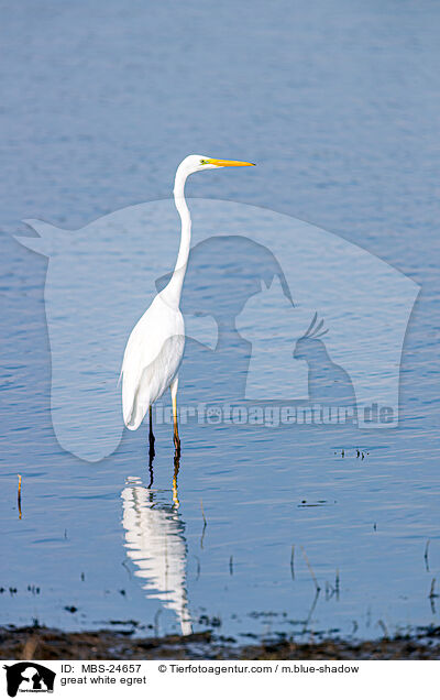great white egret / MBS-24657