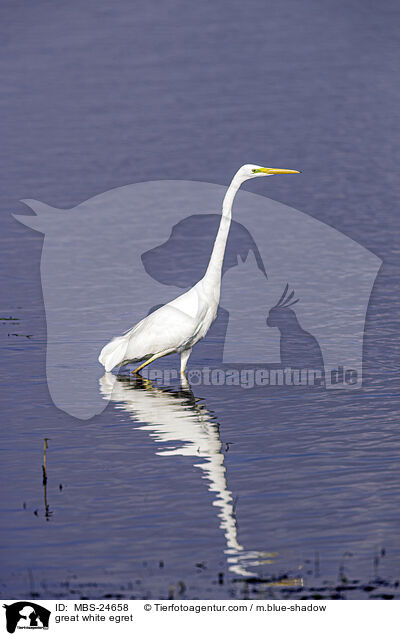 great white egret / MBS-24658