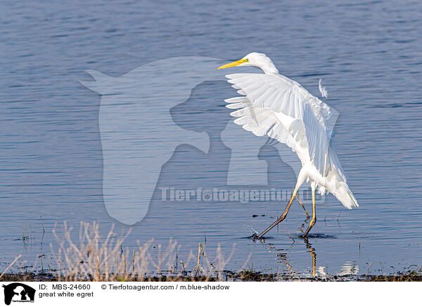 great white egret / MBS-24660